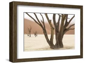 Namibia, Namib-Naukluft Park, Deadvlei. Dead camelthorn trees and fog.-Jaynes Gallery-Framed Photographic Print