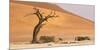 Namibia, Namib-Naukluft Park, Deadvlei. Dead tree and sand dunes.-Jaynes Gallery-Mounted Photographic Print