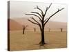 Namibia, Namib-Naukluft Park, Deadvlei. Rainy Weather-Jaynes Gallery-Stretched Canvas