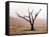 Namibia, Namib-Naukluft Park, Deadvlei. Unusual Rainy Weather-Jaynes Gallery-Framed Stretched Canvas