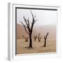 Namibia, Namib-Naukluft Park, Deadvlei. Unusual Rainy Weather-Jaynes Gallery-Framed Photographic Print