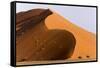 Namibia, Namib-Naukluft Park. Giant sand dune and trees.-Jaynes Gallery-Framed Stretched Canvas