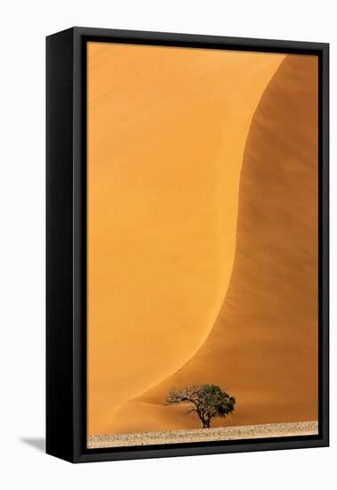 Namibia, Namib-Naukluft Park. Sand Dune and Tree-Wendy Kaveney-Framed Stretched Canvas