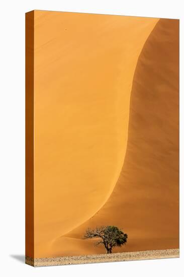 Namibia, Namib-Naukluft Park. Sand Dune and Tree-Wendy Kaveney-Stretched Canvas