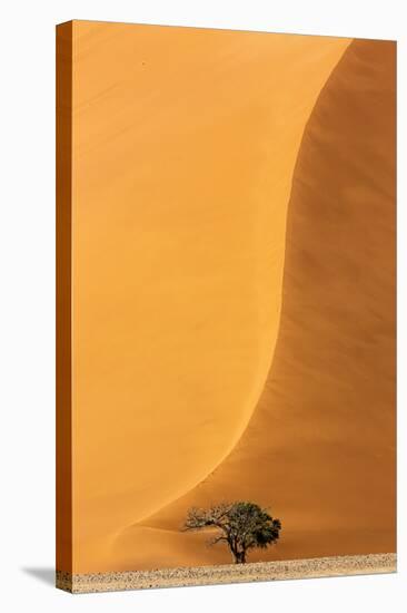 Namibia, Namib-Naukluft Park. Sand Dune and Tree-Wendy Kaveney-Stretched Canvas