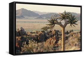 Namibia, Naukluft National Park, Quiver Tree, Aloe, Kokerboom-Stuart Westmorland-Framed Stretched Canvas