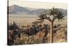 Namibia, Naukluft National Park, Quiver Tree, Aloe, Kokerboom-Stuart Westmorland-Stretched Canvas