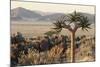Namibia, Naukluft National Park, Quiver Tree, Aloe, Kokerboom-Stuart Westmorland-Mounted Photographic Print
