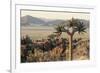 Namibia, Naukluft National Park, Quiver Tree, Aloe, Kokerboom-Stuart Westmorland-Framed Photographic Print