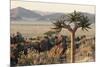 Namibia, Naukluft National Park, Quiver Tree, Aloe, Kokerboom-Stuart Westmorland-Mounted Photographic Print