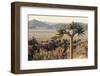 Namibia, Naukluft National Park, Quiver Tree, Aloe, Kokerboom-Stuart Westmorland-Framed Photographic Print