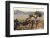 Namibia, Naukluft National Park, Quiver Tree, Aloe, Kokerboom-Stuart Westmorland-Framed Photographic Print