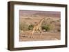 Namibia, Palmwag. Running giraffe.-Jaynes Gallery-Framed Photographic Print