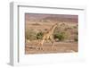 Namibia, Palmwag. Running giraffe.-Jaynes Gallery-Framed Photographic Print