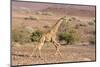 Namibia, Palmwag. Running giraffe.-Jaynes Gallery-Mounted Photographic Print