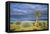 Namibia Quiver, Kokerboom Tree (Aloe Dichotoma)-null-Framed Stretched Canvas