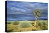 Namibia Quiver, Kokerboom Tree (Aloe Dichotoma)-null-Stretched Canvas