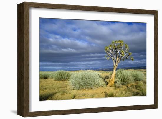 Namibia Quiver, Kokerboom Tree (Aloe Dichotoma)-null-Framed Photographic Print