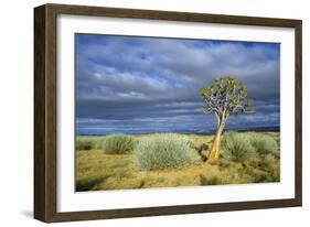 Namibia Quiver, Kokerboom Tree (Aloe Dichotoma)-null-Framed Photographic Print