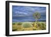 Namibia Quiver, Kokerboom Tree (Aloe Dichotoma)-null-Framed Photographic Print