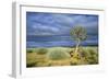 Namibia Quiver, Kokerboom Tree (Aloe Dichotoma)-null-Framed Photographic Print