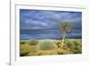 Namibia Quiver, Kokerboom Tree (Aloe Dichotoma)-null-Framed Photographic Print