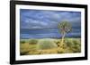 Namibia Quiver, Kokerboom Tree (Aloe Dichotoma)-null-Framed Photographic Print