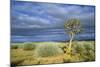 Namibia Quiver, Kokerboom Tree (Aloe Dichotoma)-null-Mounted Photographic Print