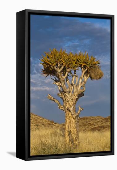 Namibia Quiver Tree-mezzotint-Framed Stretched Canvas