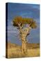 Namibia Quiver Tree-mezzotint-Stretched Canvas