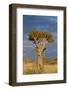 Namibia Quiver Tree-mezzotint-Framed Photographic Print