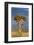 Namibia Quiver Tree-mezzotint-Framed Photographic Print