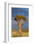 Namibia Quiver Tree-mezzotint-Framed Photographic Print