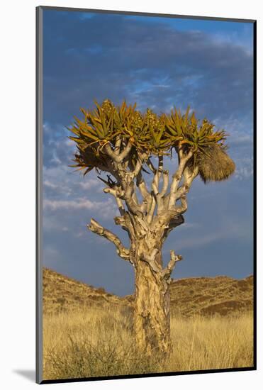 Namibia Quiver Tree-mezzotint-Mounted Photographic Print