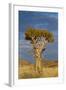 Namibia Quiver Tree-mezzotint-Framed Photographic Print