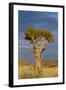 Namibia Quiver Tree-mezzotint-Framed Photographic Print