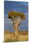 Namibia Quiver Tree-mezzotint-Mounted Photographic Print