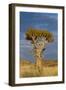 Namibia Quiver Tree-mezzotint-Framed Photographic Print