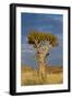 Namibia Quiver Tree-mezzotint-Framed Photographic Print