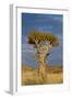 Namibia Quiver Tree-mezzotint-Framed Photographic Print