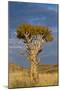 Namibia Quiver Tree-mezzotint-Mounted Photographic Print