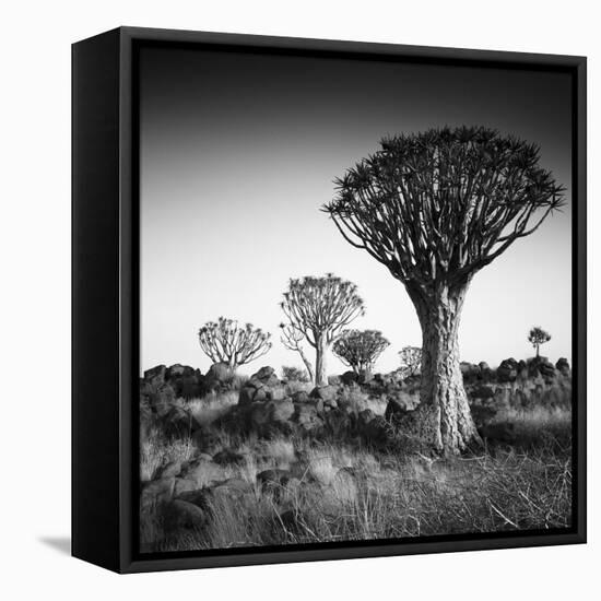 Namibia Quiver Trees-Nina Papiorek-Framed Stretched Canvas