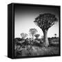 Namibia Quiver Trees-Nina Papiorek-Framed Stretched Canvas