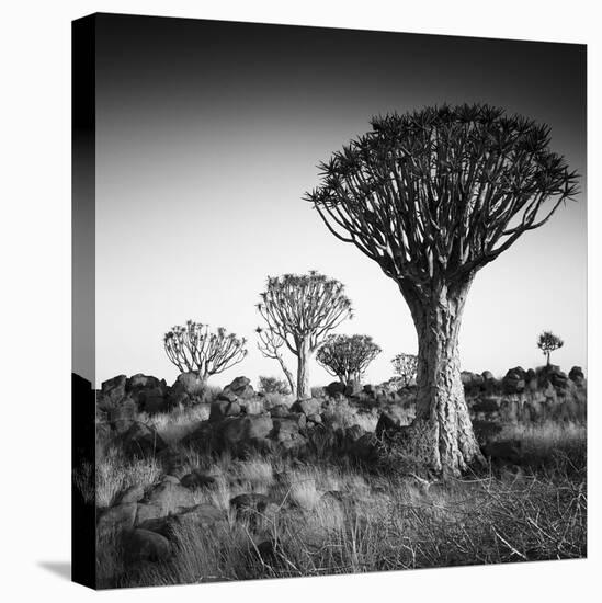 Namibia Quiver Trees-Nina Papiorek-Stretched Canvas