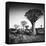 Namibia Quiver Trees-Nina Papiorek-Framed Stretched Canvas