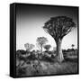 Namibia Quiver Trees-Nina Papiorek-Framed Stretched Canvas