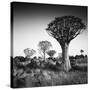 Namibia Quiver Trees-Nina Papiorek-Stretched Canvas