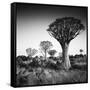 Namibia Quiver Trees-Nina Papiorek-Framed Stretched Canvas