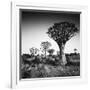 Namibia Quiver Trees-Nina Papiorek-Framed Photographic Print