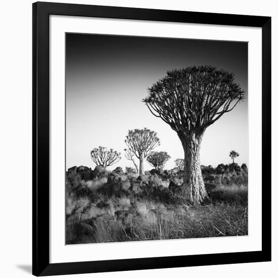 Namibia Quiver Trees-Nina Papiorek-Framed Photographic Print